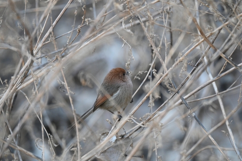 Vinous-throated Parrotbill