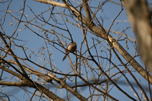 Silver-throated Tit