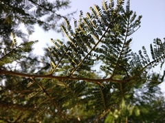 Vachellia sieberiana
