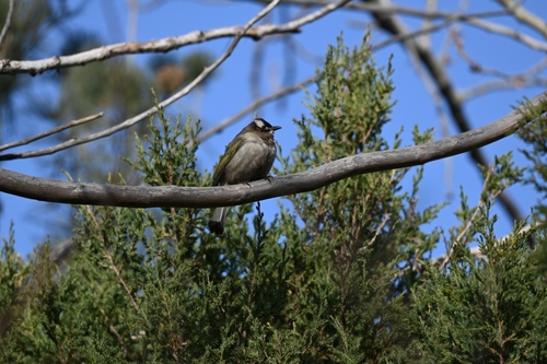 Light-vented Bulbul
