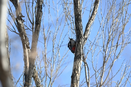 Great Spotted Woodpecker