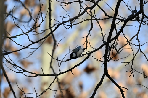 Asian Tit