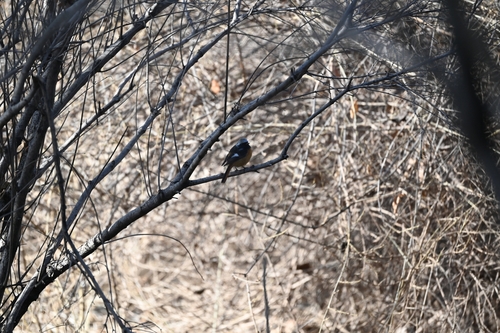 Daurian Redstart