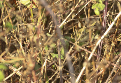 Yellow-browed Warbler, Ballum, Netherlands, photo 8 of 10
