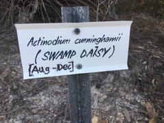 Actinodium cunninghamii