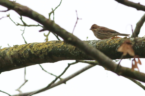 Little Bunting, Ameland, NL-FR, NL, photo 6 of 10