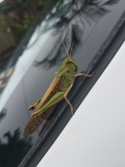 Locusta migratoria migratorioides
