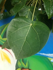 Hernandia nymphaeifolia