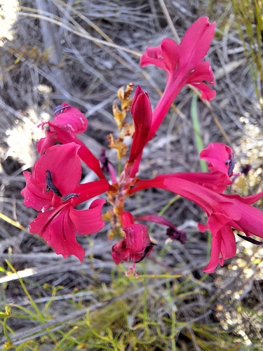 Scarlet Reedpipe (Tritoniopsis pulchra)