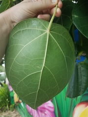 Hernandia nymphaeifolia