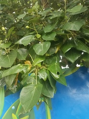 Hernandia nymphaeifolia