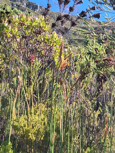 Red Coffeebush (Berzelia stokoei)