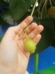 Hernandia nymphaeifolia