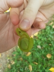 Hernandia nymphaeifolia