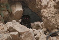 Strix occidentalis lucida