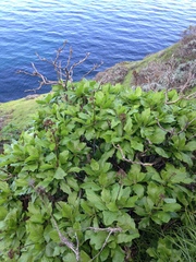 Munzothamnus blairii