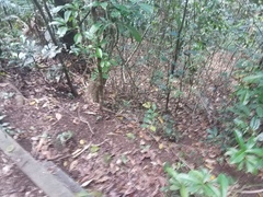 Dendrelaphis punctulatus