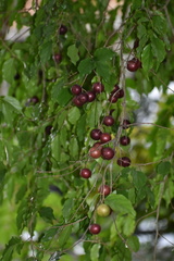 Flacourtia indica