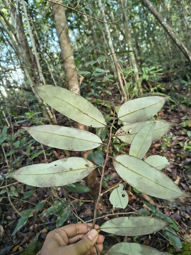 Maasia glauca observed 2026-02-24
