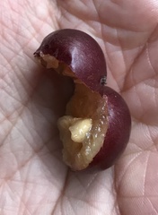 Flacourtia indica