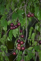 Flacourtia indica