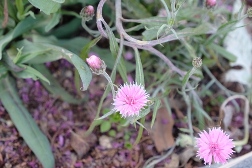 Centaurea cyanus