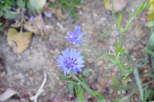 Centaurea cyanus