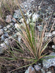 Calamagrostis ophitidis
