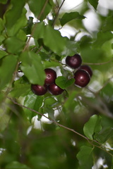 Flacourtia indica