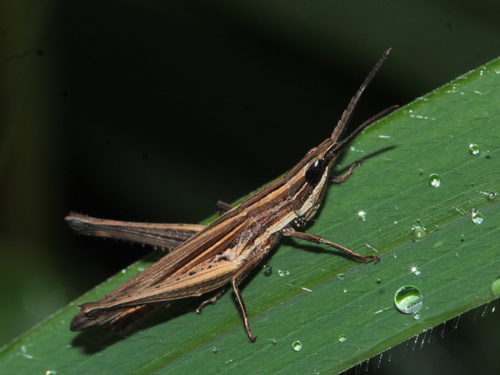 Two-lined Grasshopper