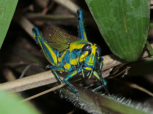 Eupropacris cylindricollis