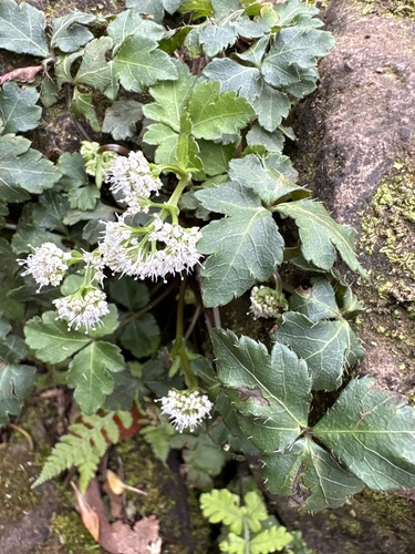 Sanicula lamelligera, 2026-02-24