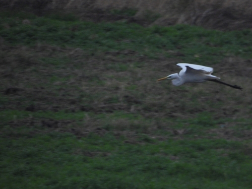 Great Egret
