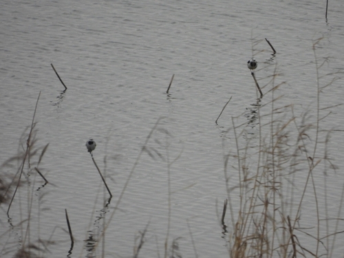 White Wagtail