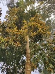 Calophyllum polyanthum