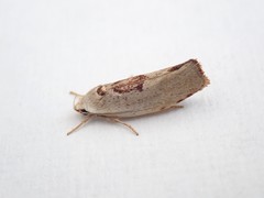 Tymbophora peltastis