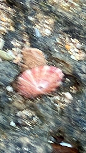 Rosy Keyhole Limpet