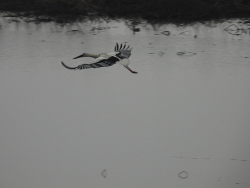 Oriental Stork