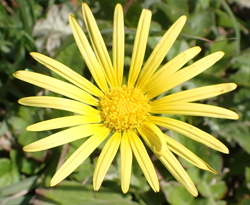 Prostrate Capeweed from Quinta Cabala, Garden Route District ...
