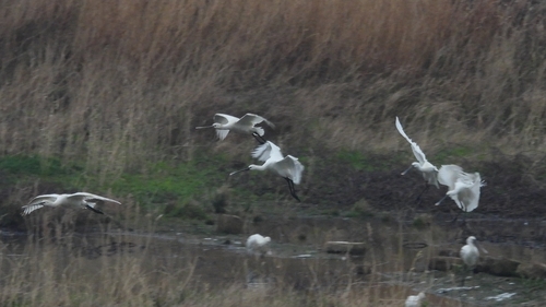 Eurasian Spoonbill