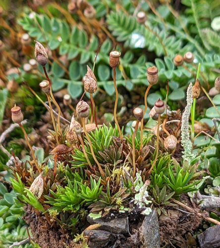 Pogonatum nanum observed 2026-02-23