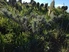 Astragalus miguelensis