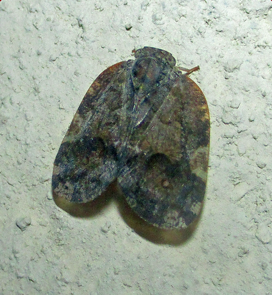 Meliprivesa