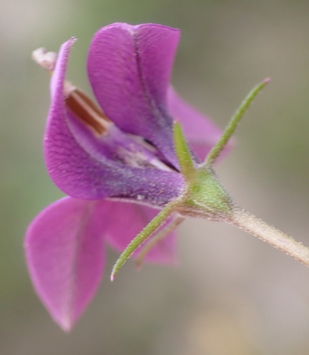 Monopsis unidentata, photograph 6