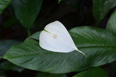 Spathiphyllum wallisii