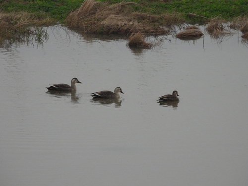 Eastern Spot-billed Duck