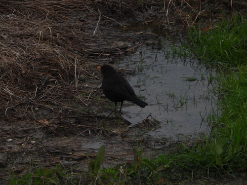 Chinese Blackbird
