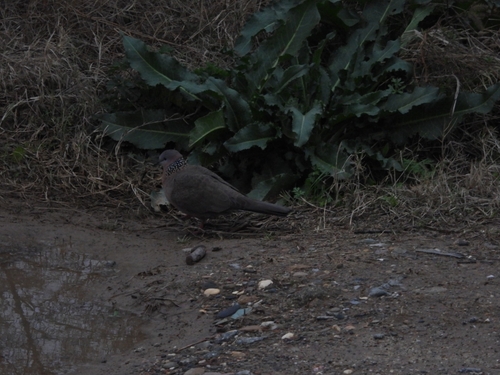 Spotted Dove