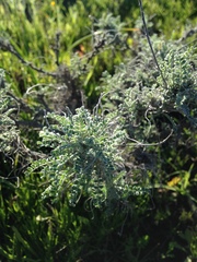 Astragalus miguelensis