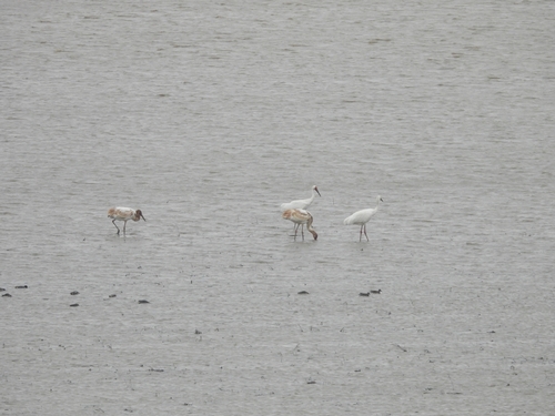 Siberian Crane